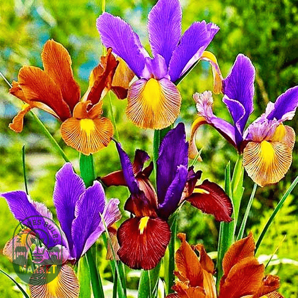 Iris Bulbs: Complete Care and Growing Guide with Expert Tips - Natures Bulb Market