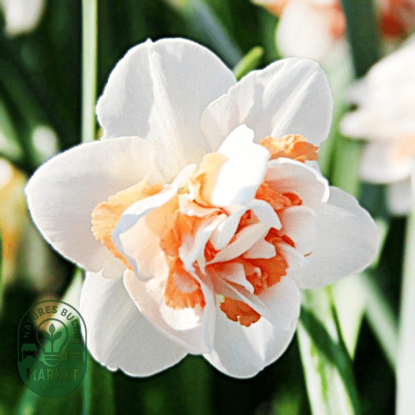 Narcissus Care Guide: Expert Tips for Growing Beautiful Daffodils - Natures Bulb Market