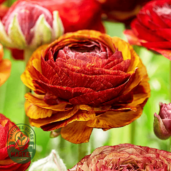 Ranunculus: How to Grow and Care for These Stunning Buttercup Flowers - Expert Tips - Natures Bulb Market