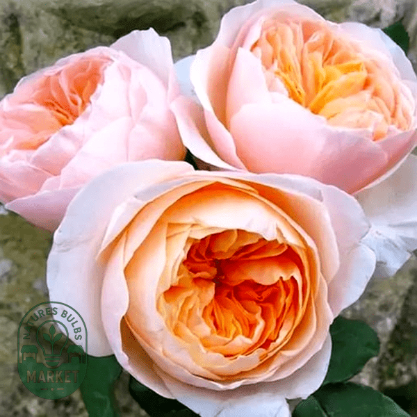 The Complete Guide to Growing Beautiful Roses: Expert Tips for Success - Natures Bulb Market