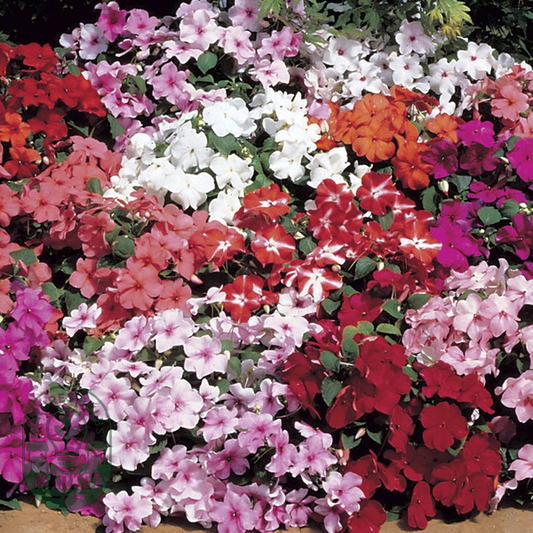 Accent™ Mix Hybrid Impatiens Seeds
