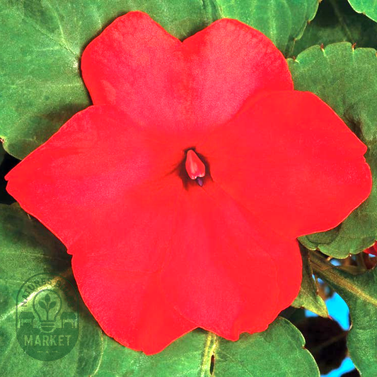 Accent™ Premium Red Hybrid Impatiens Seeds
