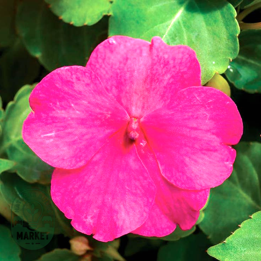 Accent™ Premium Rose Hybrid Impatiens Seeds