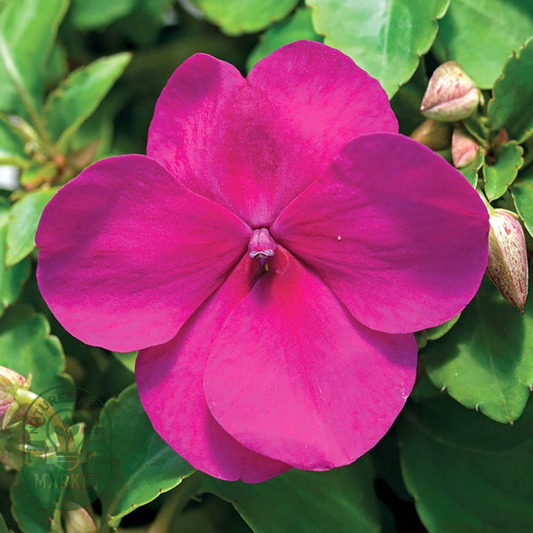 Accent™ Premium Violet Hybrid Impatiens Seeds