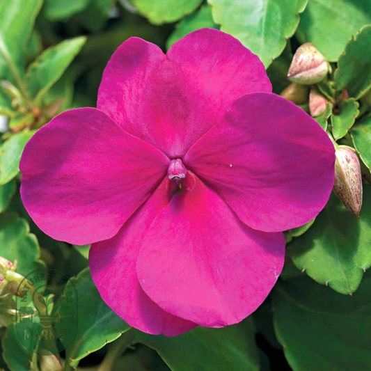 Accent™ Violet Hybrid Impatiens Seeds