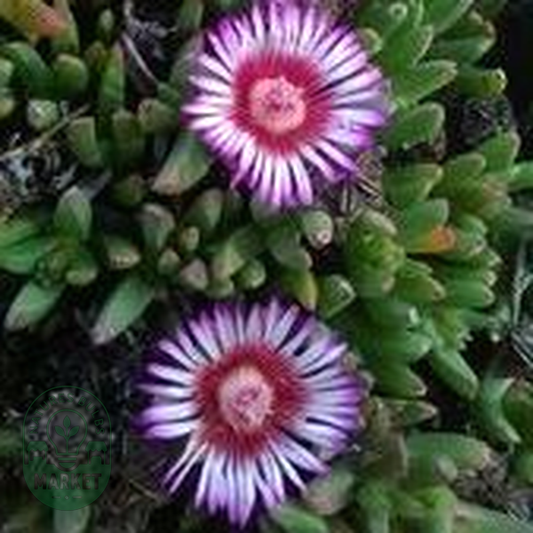 Acrodon parvifolius