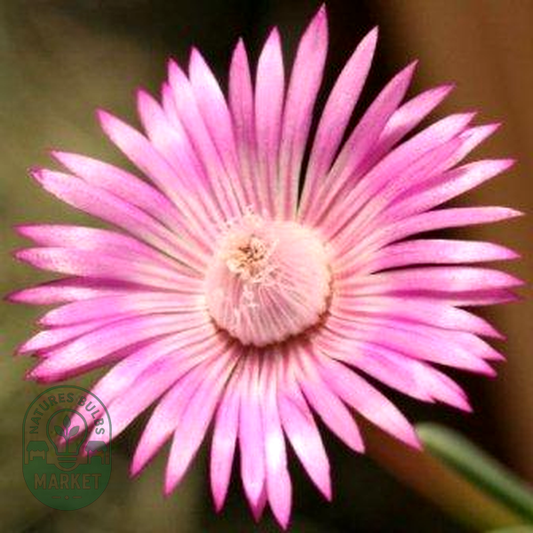 Acrodon purpureostylus