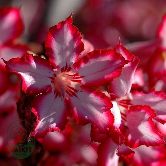 Adenium multiflorum Desert Rose