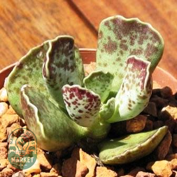 Adromischus cooperi