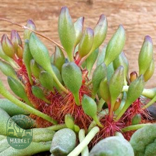 Adromischus cristatus var. clavifolius