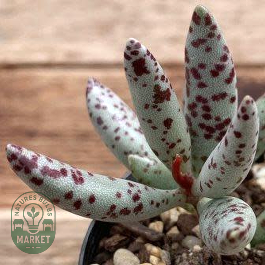 Adromischus filicaulis