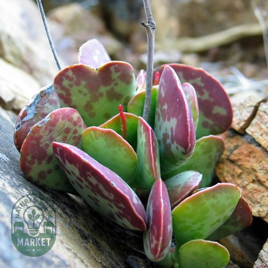 Adromischus hemisphaericus