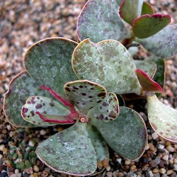 Adromischus inamoenus