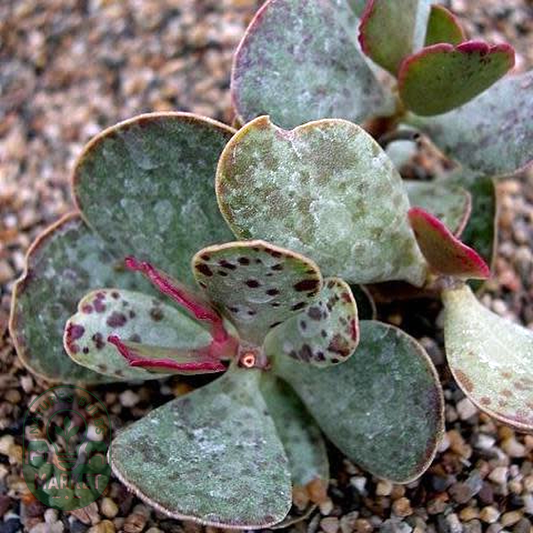Adromischus inamoenus
