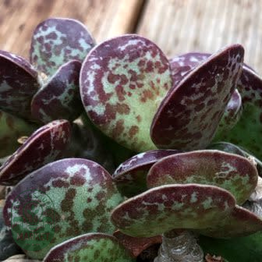 Adromischus maculatus