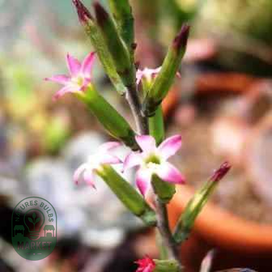 Adromischus sphenophyllus