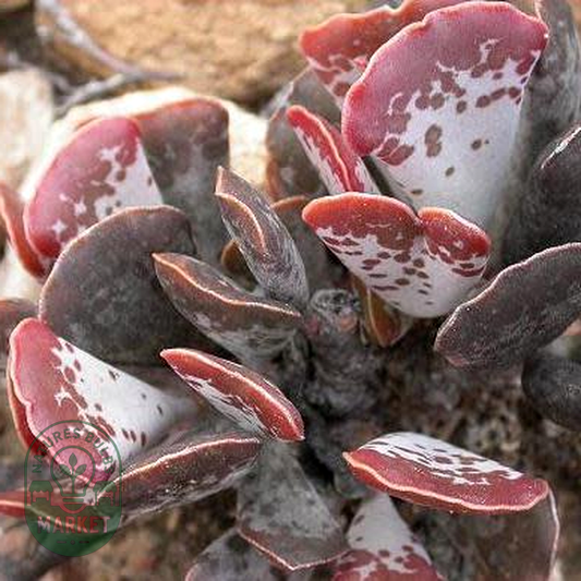Adromischus triflorus