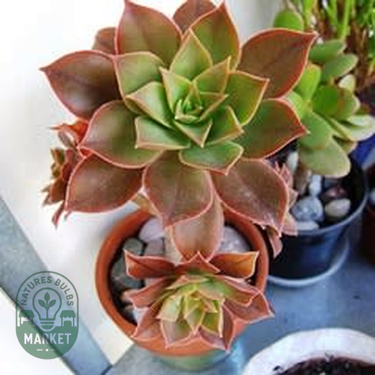 Aeonium decorum var. minor