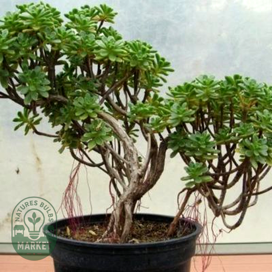 Aeonium sedifolium