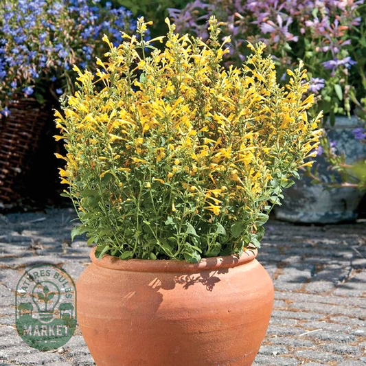 Agastache Arizona™ Sun Hyssop Seeds