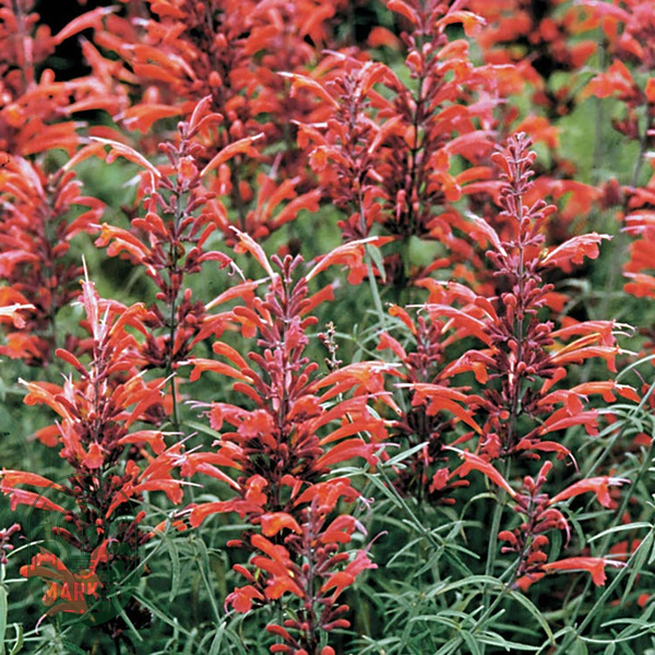Agastache Giant Hyssop Seeds