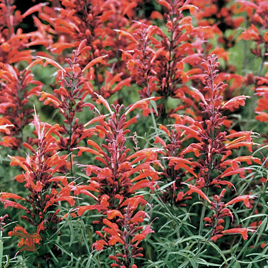 Agastache Giant Hyssop Seeds