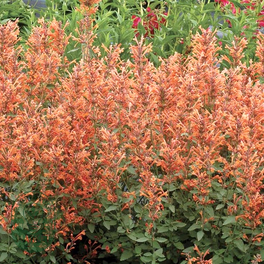 Agastache Kudos™ 'Kudos Mandarin' Hyssop