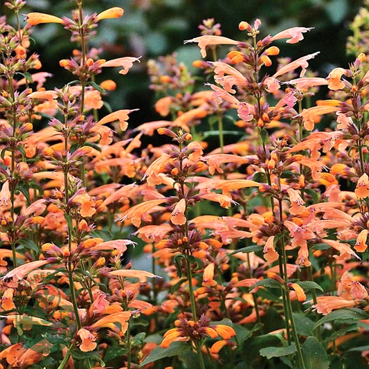 Agastache 'Mango Tango'