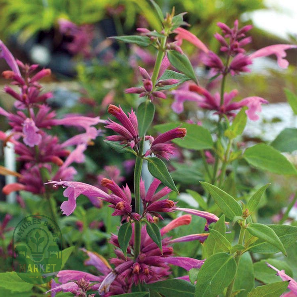 Agastache 'Rosie Posie' Hyssop