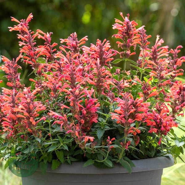 Agastache Sunrise™ Red Improved Hyssop