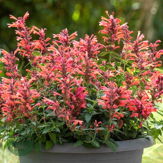 Agastache Sunrise™ Red Improved Hyssop