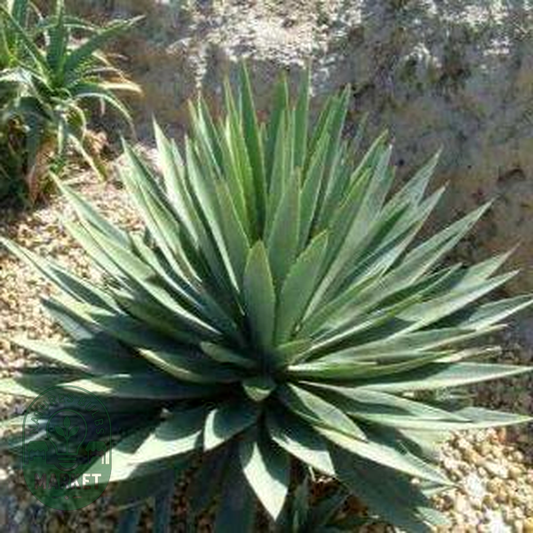 Agave angustifolia