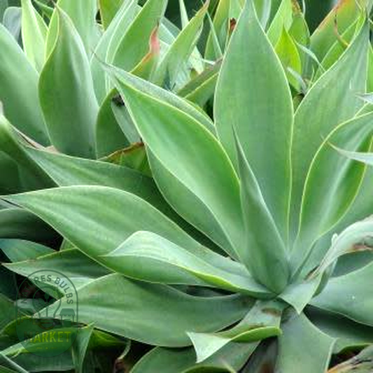 Agave attenuata