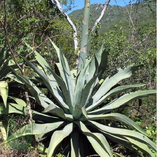 Agave aurea