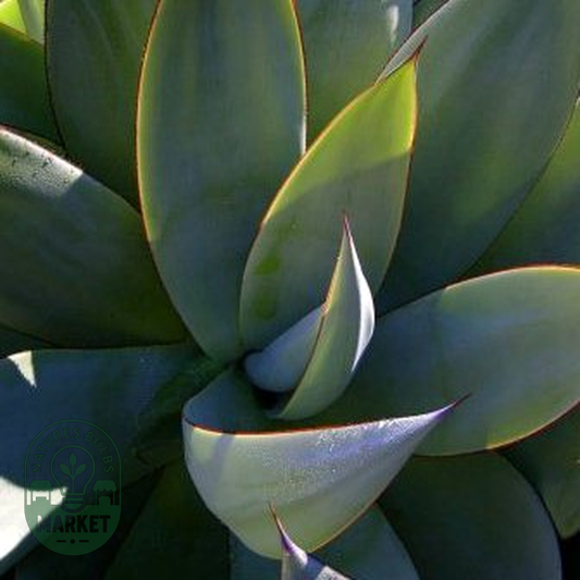 Agave celsii