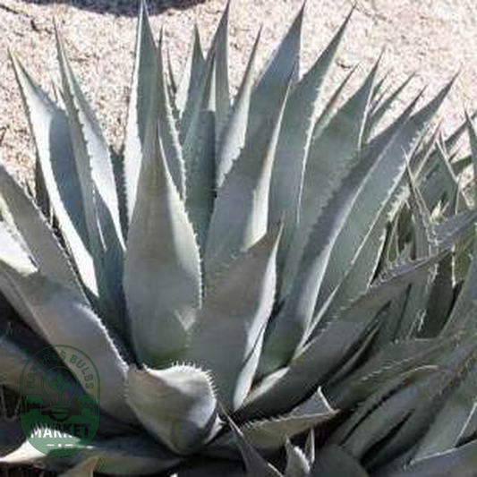 Agave desertii