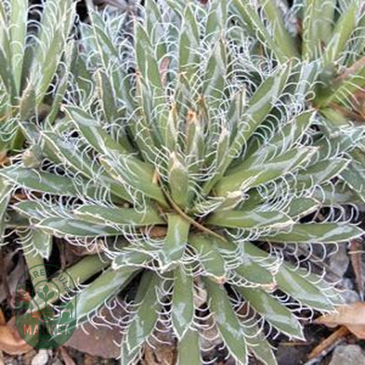 Agave parviflora