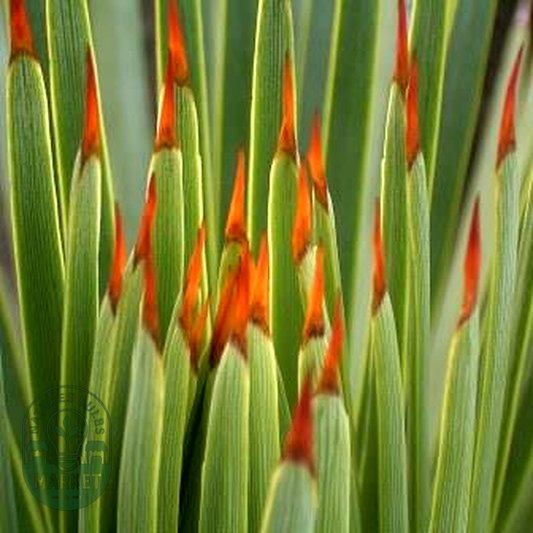 Agave striata