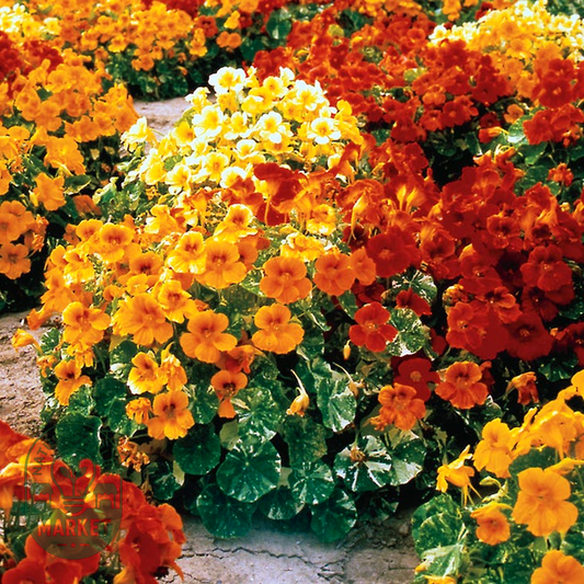 Alaska Nasturtium Seeds