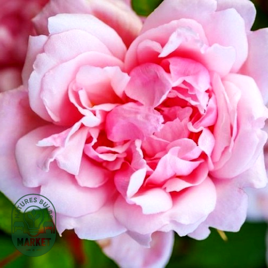 Albertine