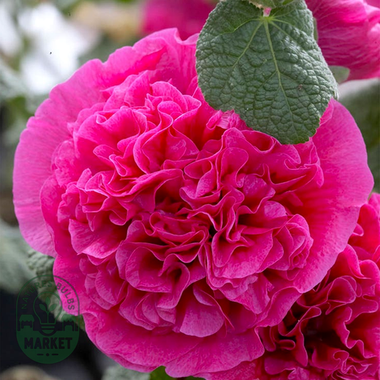 Alcea Double Pink Hollyhock
