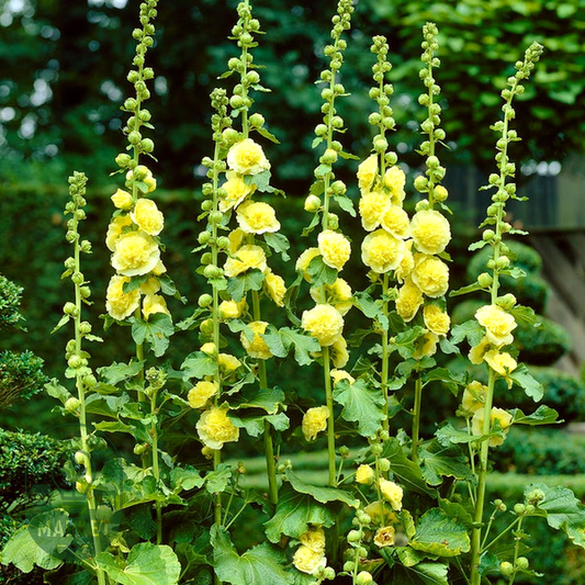 Alcea Yellow Hollyhock