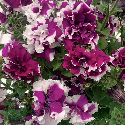 Allegra Picotee Velvet Petunia Seeds