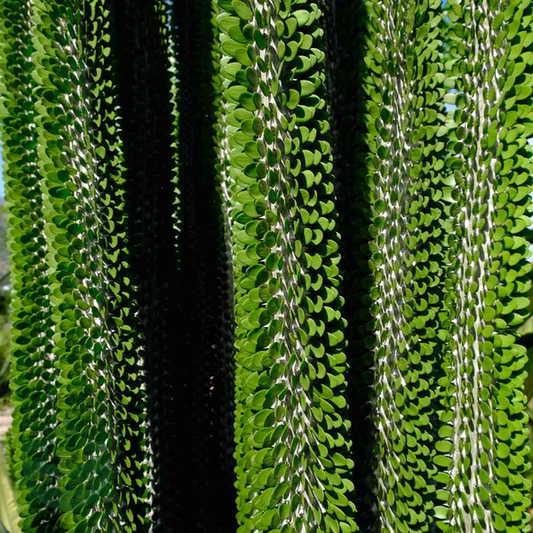 Alluaudia procera
