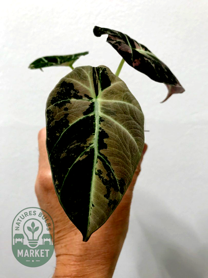 Alocasia Black Velvet Pink