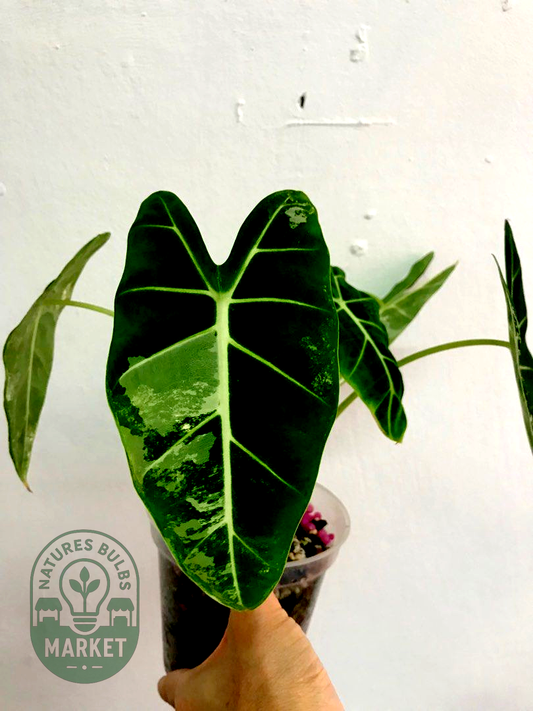 Alocasia frydek variegated