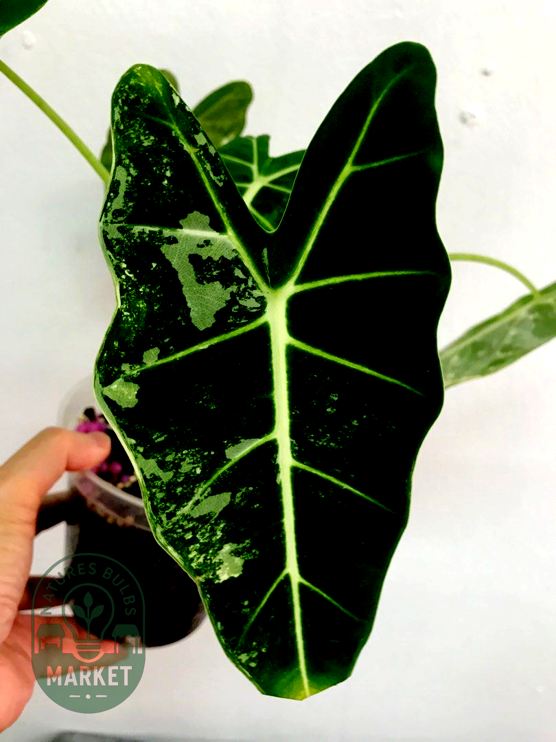 Alocasia frydek variegated