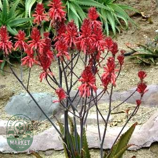 Aloe affinis