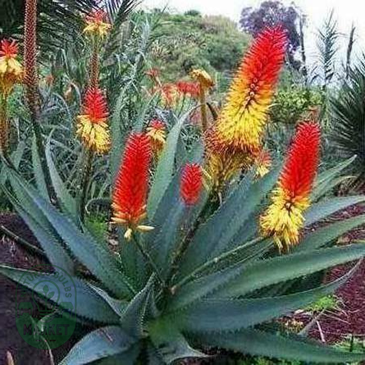 Aloe africana