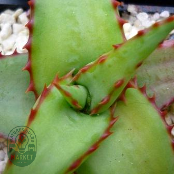 Aloe alooides